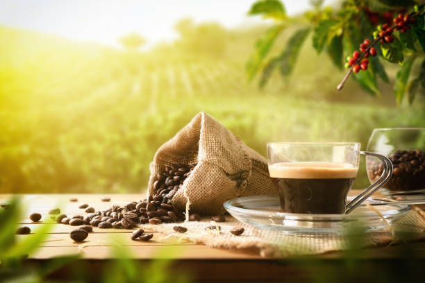  Best Coffee Tourism Destinations in Africa 2026–2027 